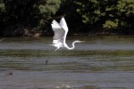 Garça branca no rio Araguaia