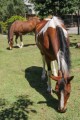cavalos para equiterapía 2