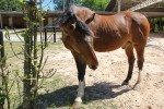 cavalo para equiterapia 4 