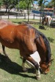 cavalos para equiterapía