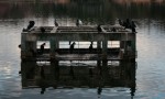Parque ibirapuera